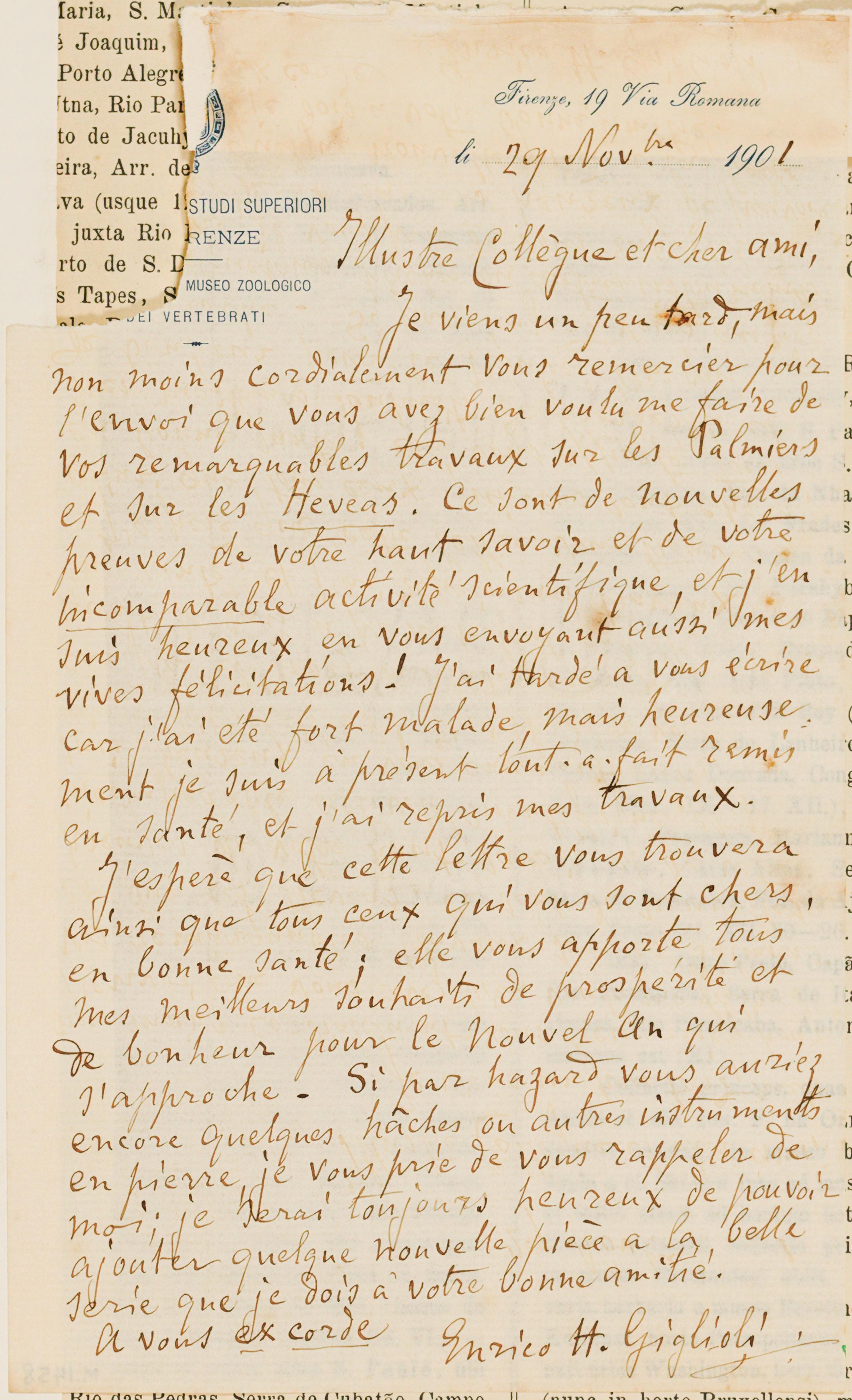 [Carta de Henri H. Giglioli a João Barbosa Rodrigues, escrita de Firenze em 29 de novembro de 1901]